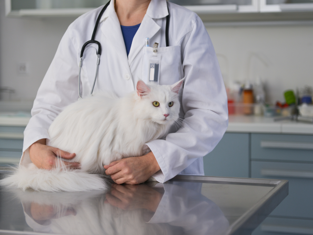 Вет ис. Кот у ветеринара. Ветеринар с кошкой. Кошка в ветеринарной клинике. Кошка в ветклинике.